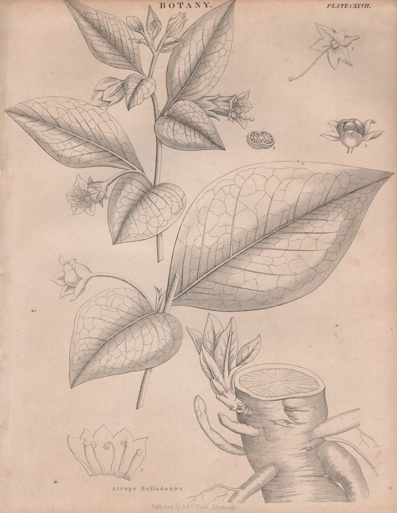 Atropa Belladonna (belladonna, deadly nightshade). BRITANNICA 1860 old print